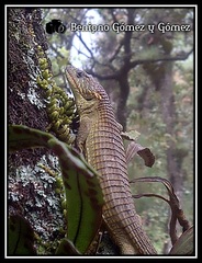 Abronia lythrochila