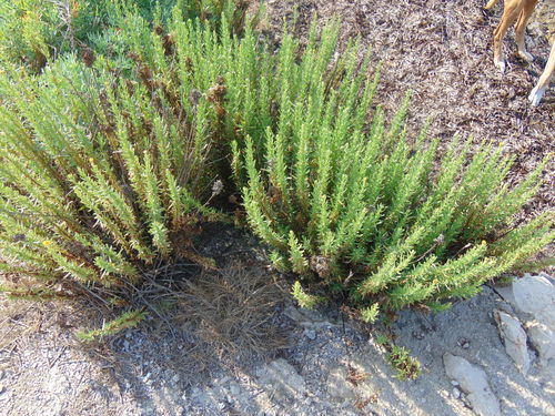 Golden Samphire