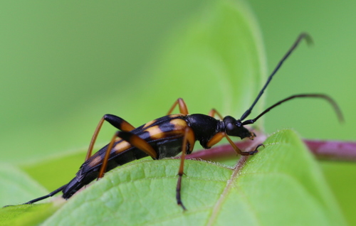 Strangalia attenuata