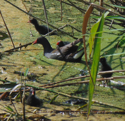 Gallinule poule-d'eau