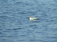 Chroicocephalus ridibundus