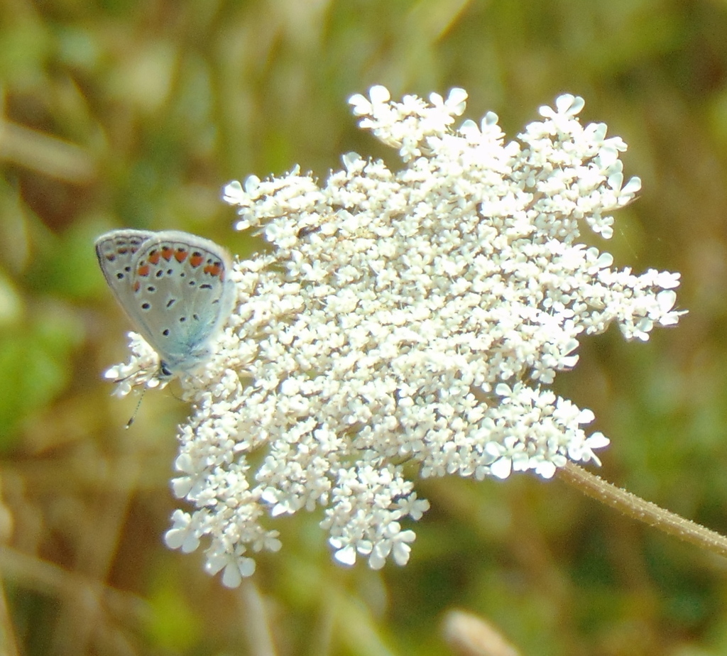 Common Blue