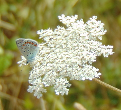 Polyommatus icarus
