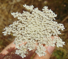 Daucus carota