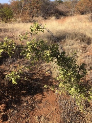Combretum mossambicense