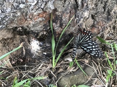 Hestina assimilis formosana
