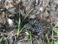 Hestina assimilis formosana