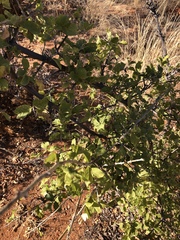 Combretum mossambicense