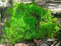 Haplocladium microphyllum