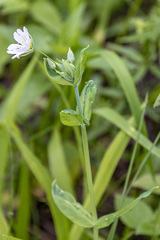 Cerastium davuricum