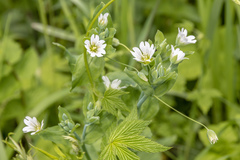 Cerastium davuricum