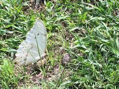 Morpho polyphemus polyphemus