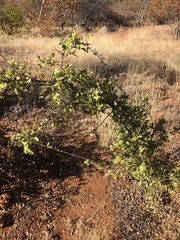 Combretum mossambicense