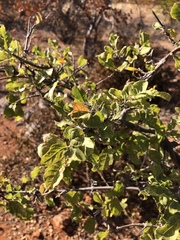 Combretum mossambicense