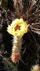 Opuntia polyacantha