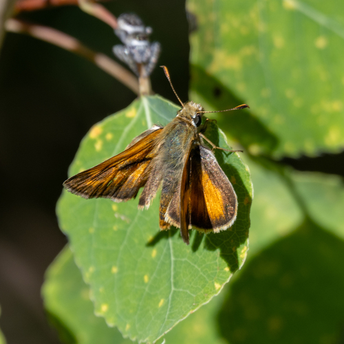 Woodland Skipper, Larimer County, CO, USA, photo 8 of 10
