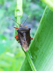 Pinthaeus sanguinipes