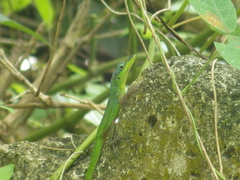 Anolis roquet