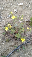 Oenothera serrulata