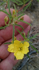 Oenothera serrulata