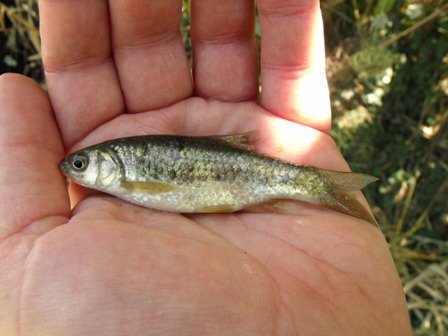 Apennine Roach