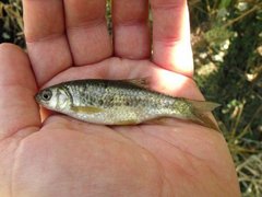 Apennine Roach photo 3