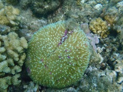Fungia fungites