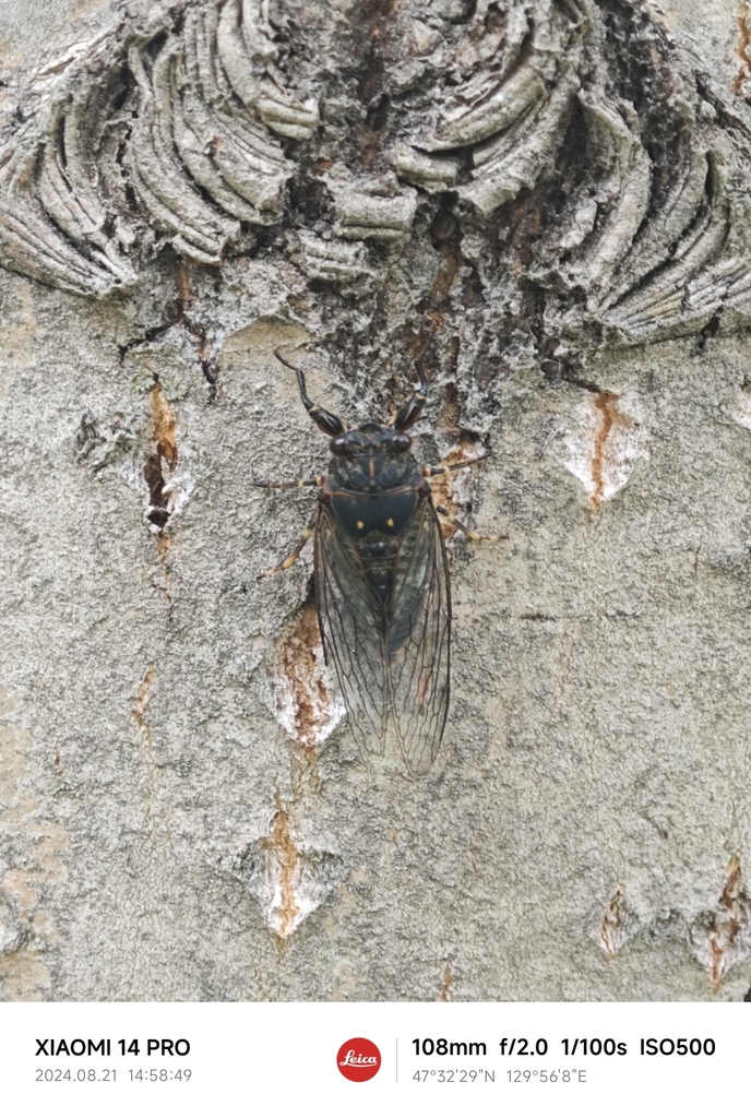Shichida Insect Chitchi Cicada from 黑龙江省鹤岗市东山区鹤岗市林业局 on August 21, 2024 at 02:58 PM by ...