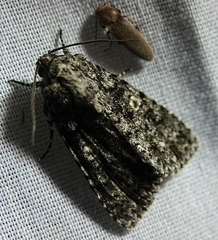 Acronicta increta