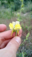 Linaria dalmatica