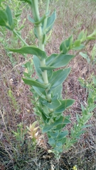 Linaria dalmatica