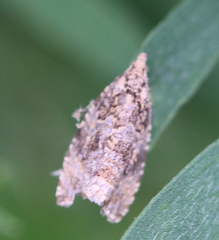 Syricoris