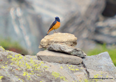 Phoenicurus frontalis