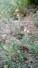 Sphaeralcea coccinea