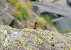 Phoenicurus frontalis