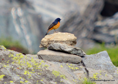 Phoenicurus frontalis