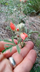 Sphaeralcea coccinea