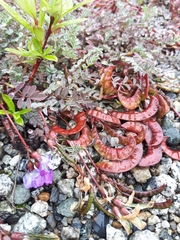 Astragalus nutzotinensis