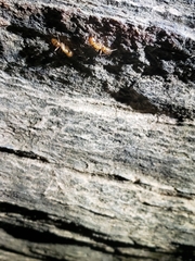 Camponotus conspicuus