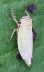 Handianus flavovarius