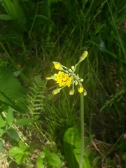 Crepis praemorsa