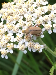 Macrodactylus subspinosus