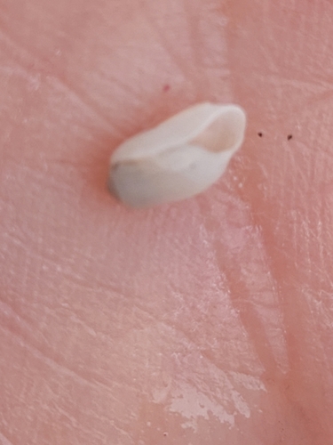 Retusa obtusa observed 2024-08-21