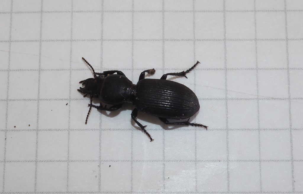 Mecodema temata