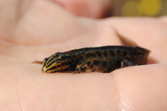 Lissotriton vulgaris meridionalis