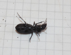 Mecodema temata