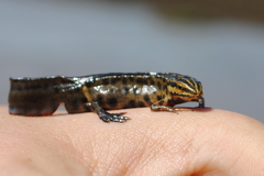 Lissotriton vulgaris meridionalis