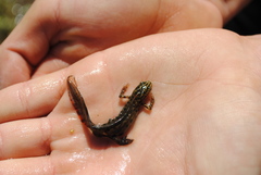 Lissotriton vulgaris meridionalis