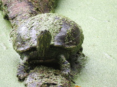 Trachemys venusta venusta