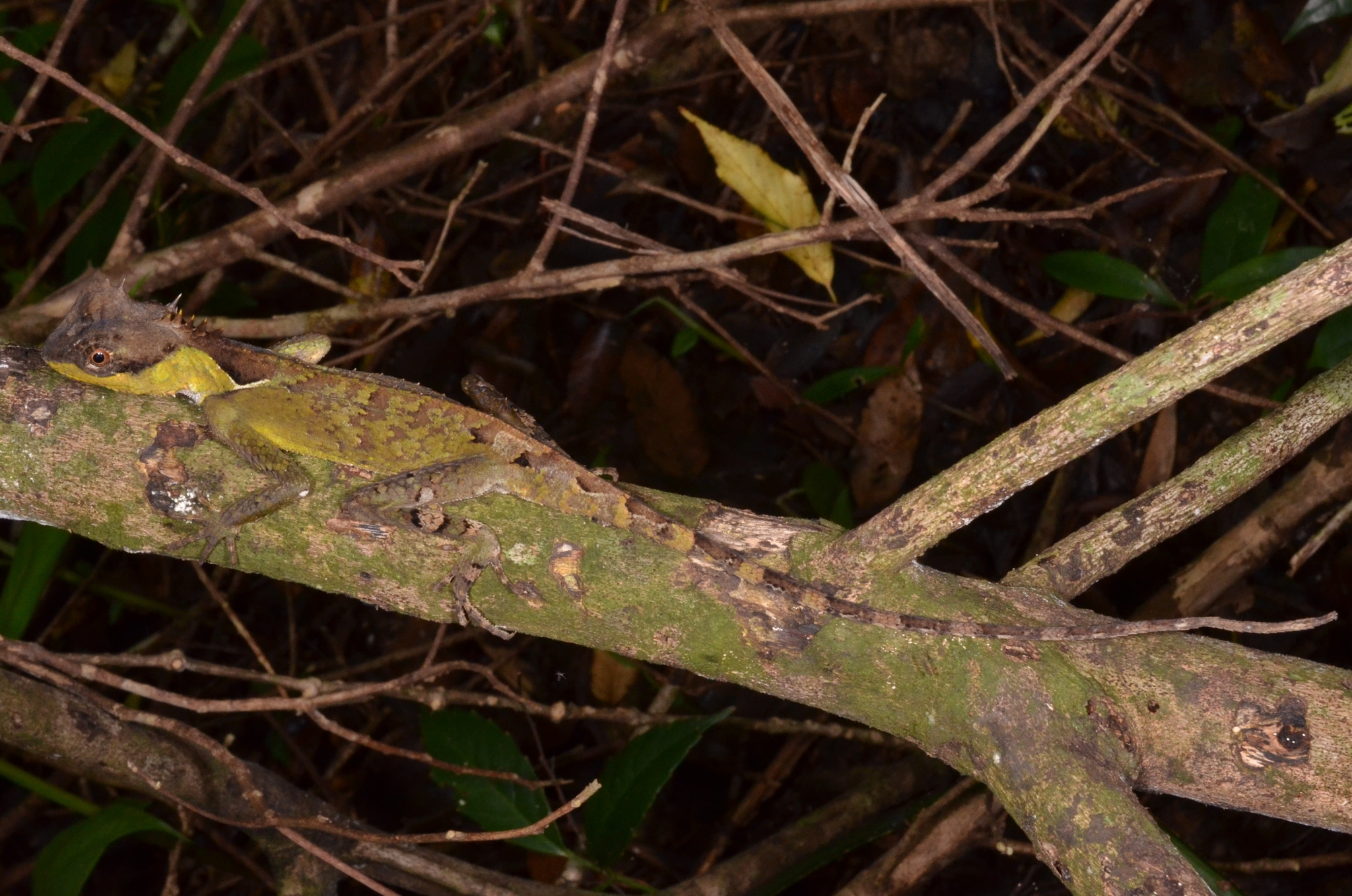 Phong Dien Pricklenape photo 2